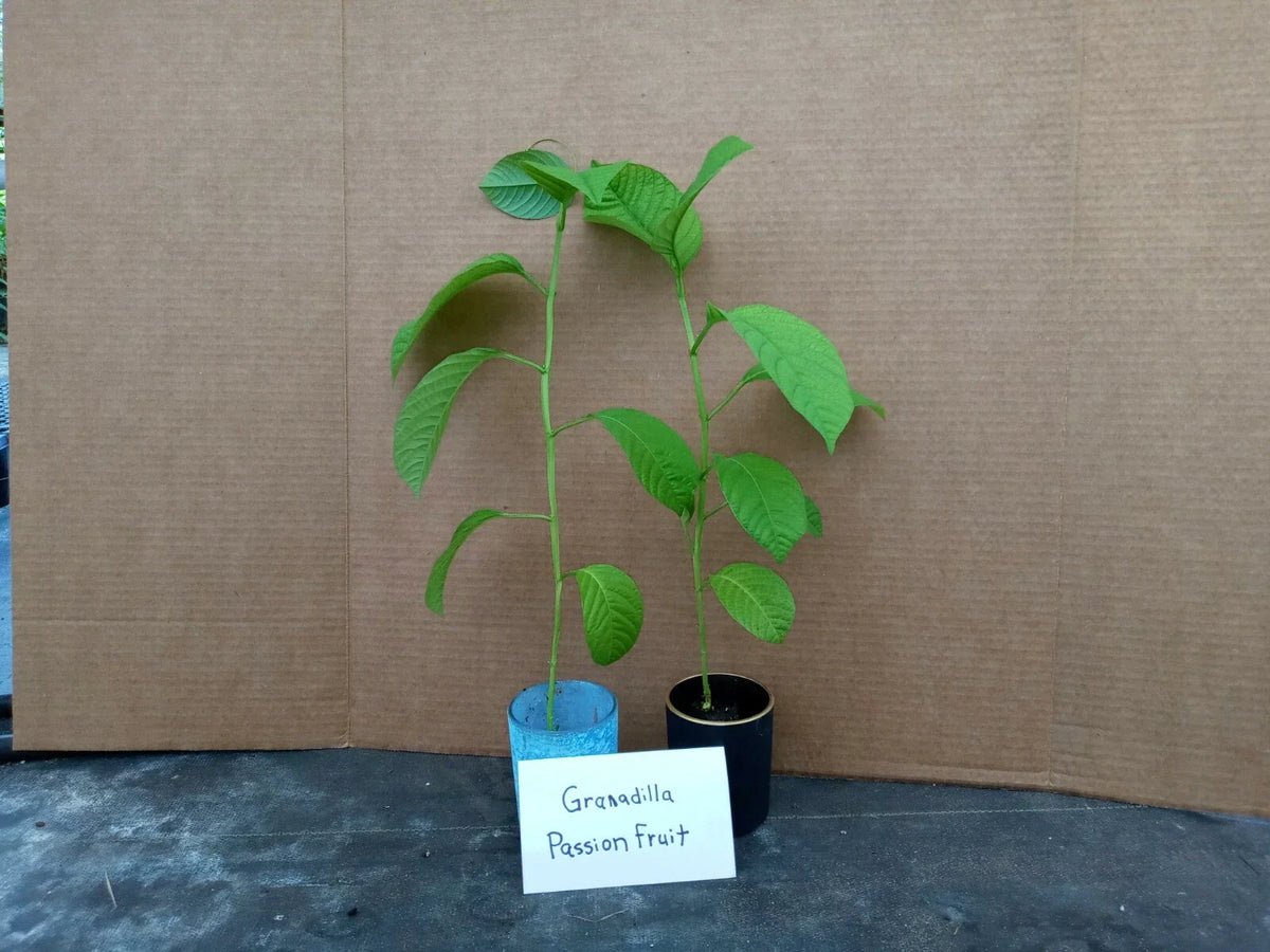 Giant Granadilla Passion Fruit Plants - 4 Starter Plants - Passiflora Edulis - Free Shipping - Non-GMO & Pesticide Free