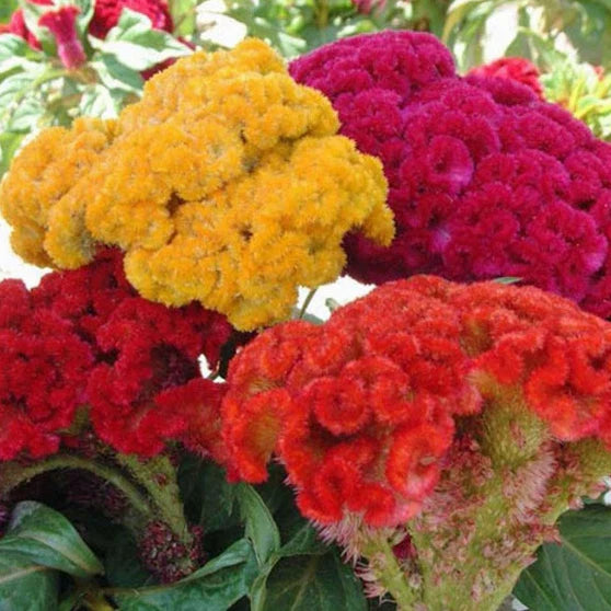 Celosia Seeds Mix | Non-GMO | Cristata Variety | Flower Seeds for Garden | Free Shipping
