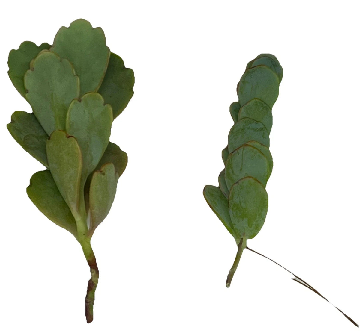 Marnier's Lavender Kalanchoe Cuttings 4-6” Unrooted Plant Houseplant Kalanchoe luciae