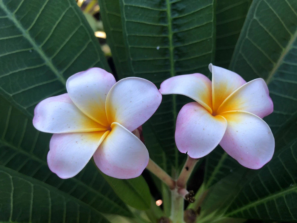 Plumeria Cuttings 9" to 12" Pali Lookout Variety - Fragrant Tropical Plant (Plumeria spp.) for Sale