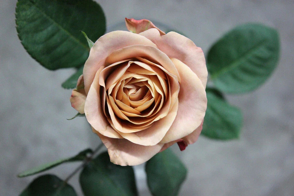 Cappuccino Rose Cuttings - 3 Super Rare Rooting or Grafting Cuttings - Rosa spp.