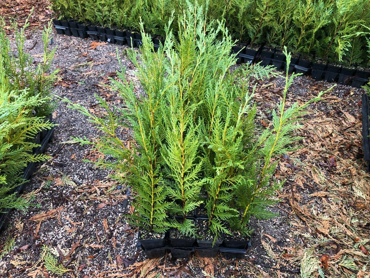 Leyland Cypress Trees - 12-18" Inch - Box of 25 in Pots - Fast-Growing Evergreen (Cupressus × leylandii)