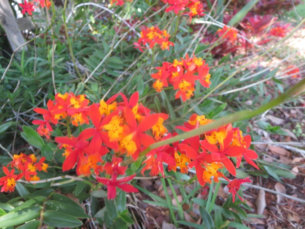 Ground Orchid Cuttings - 5 Aerial Root Epidendrum Orange - Tropical Plant for Gardens and Indoor Decor