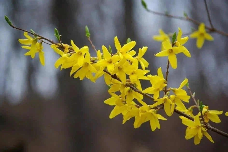 Forsythia Plant Cuttings 6-8" Fresh Unrooted Propagation Cuttings (12) - Forsythia spp. for Gardening and Landscaping