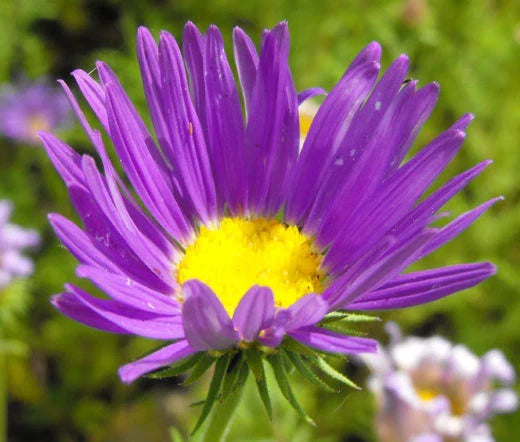 Tahoka Daisy Prairie Aster Seeds - 500 Bulk Seeds Machaeranthera Tanacetifolia for Wildflower Gardens and Pollinator Plants