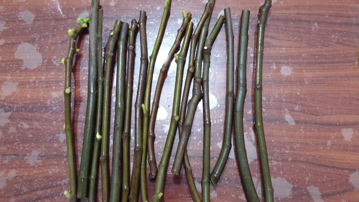 Lattarula Italian Honey Fig Cuttings (Ficus carica) - 2 Unrooted 6โ8" | Sweet Green Fig Tree | Easy to Grow Heirloom for Propagation
