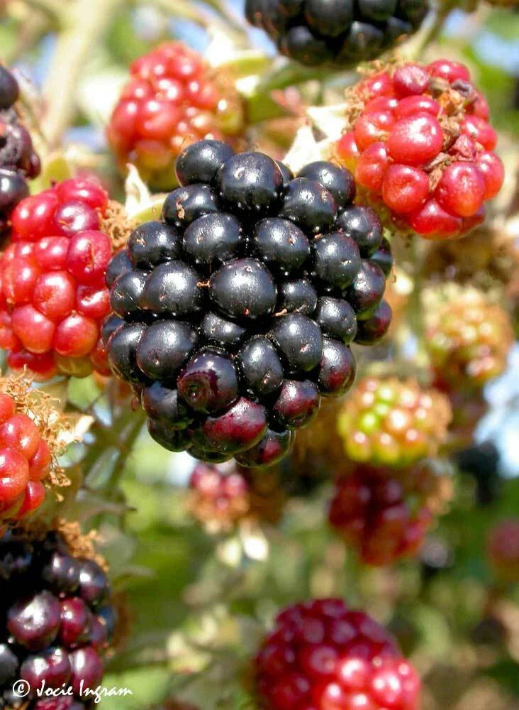 Wild Blackberry Bush Cuttings Set of 12 Unrooted - Rubus fruticosus - Ideal for Home Gardens and Landscaping