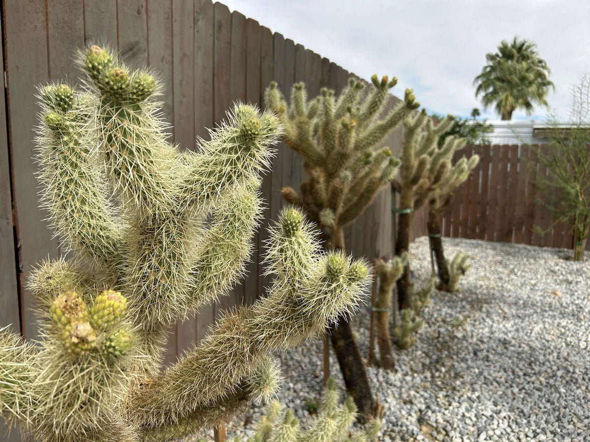 Live Teddybear Cholla Cuttings - Cylindropuntia Bigelovii - Beautiful Cactus for Indoor or Outdoor Gardening