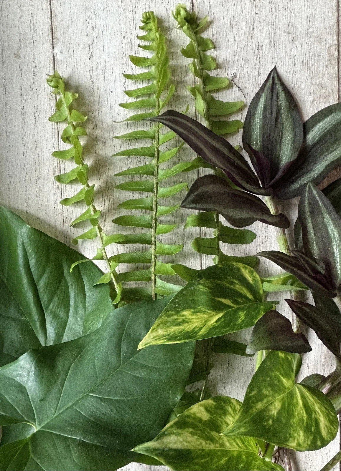 Rooted Plant Cuttings Set - 16 Variety Cuttings for Propagation - Ideal for Gardening - Perfect for Plant Lovers