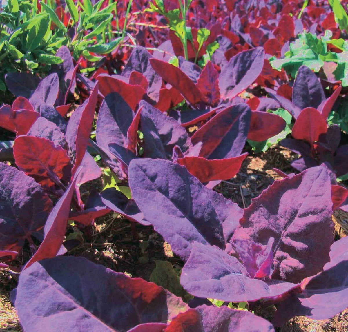 Orach Red Fire Seeds - French Spinach, Mountain Spinach, NON-GMO, Heirloom Variety, 100+ Seeds