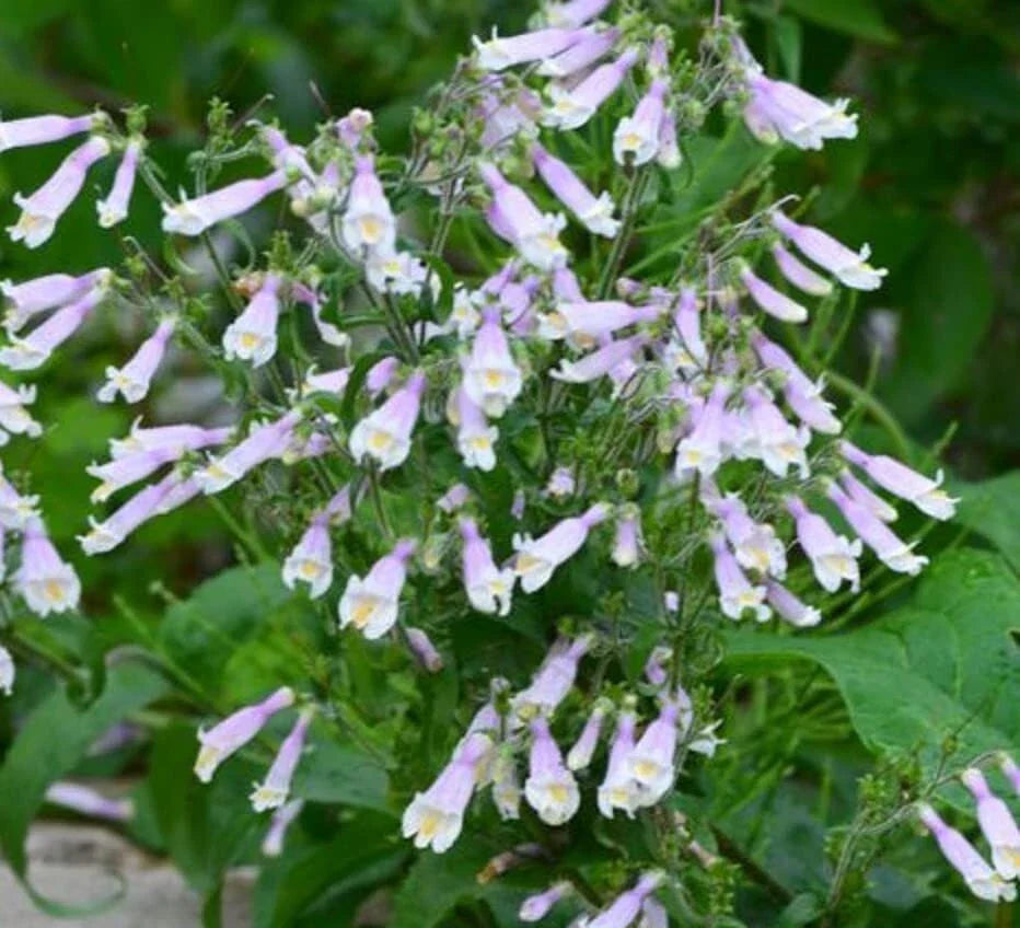 Hairy Beardtongue Seeds (200 Seeds) - Penstemon hirsutus - Native Wildflower Garden Seeds for Planting
