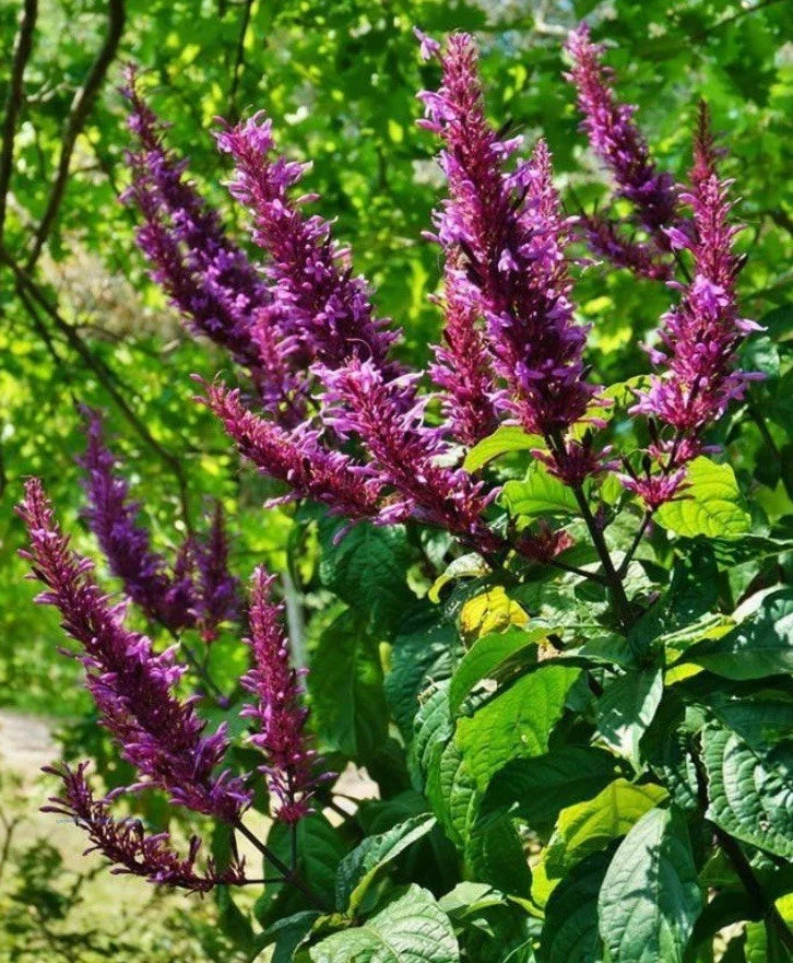 Purple Firespike Cuttings - 10 Organic Plant Cuttings for Butterfly & Hummingbird Garden - Odontonema callistachyum
