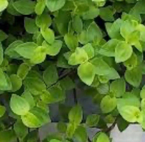 Dwarf Bolivian Wandering Jew Cuttings - Tradescantia Repens - Perfect Gift for Mother or Friend - 60 Cuttings