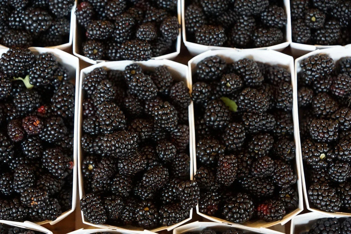 Organic Ouachita Thornless Blackberry Cuttings - 6" Long - 4 Count - Rubus fruticosus