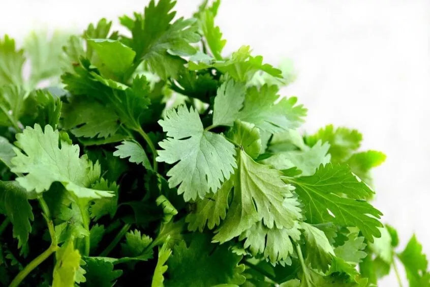 Cilantro Seeds - 200+ Heirloom Organic Non-GMO - Coriandrum sativum - Fresh Culinary Herb