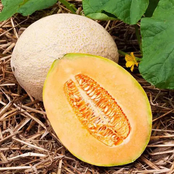 Hales Best Jumbo Cantaloupe Seeds - Heirloom Non-GMO Variety - Cucumis melo - Free Shipping Available