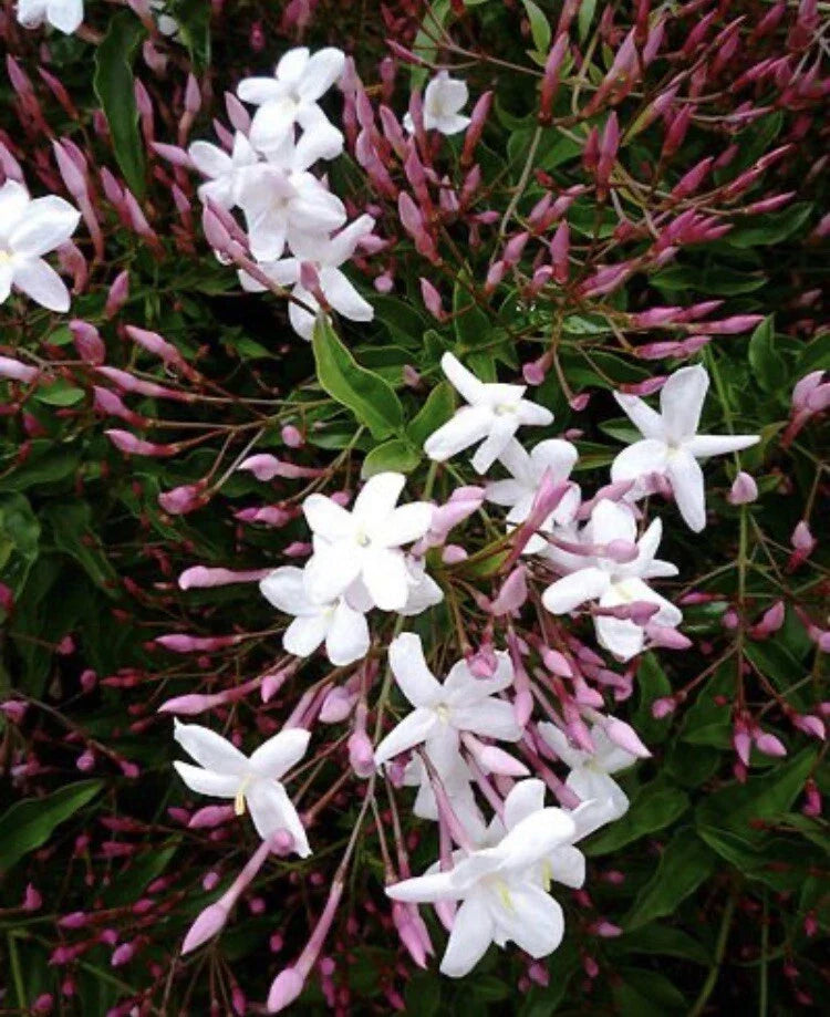 Pink Star Jasmine Cuttings - Five Fragrant Cuttings (Jasminum polyanthum) for Garden or Home Planting