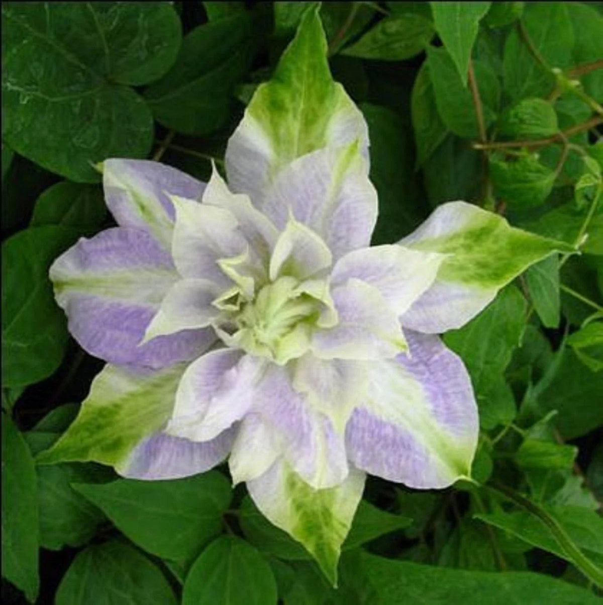Clematis Seeds - 25 Double Purple Green Perennial Flower Seeds - Fast Growing, US Seller, Perfect for Gardens