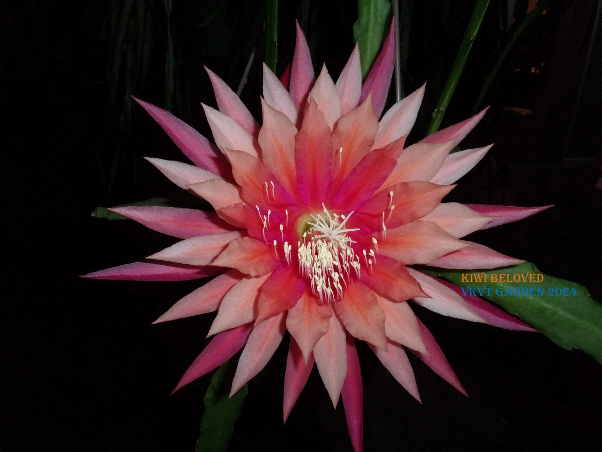 Epiphyllum Orchid Cactus Cutting - Kiwi Beloved Variety - Unique Houseplant for Indoor Gardens, Exotic Greenery