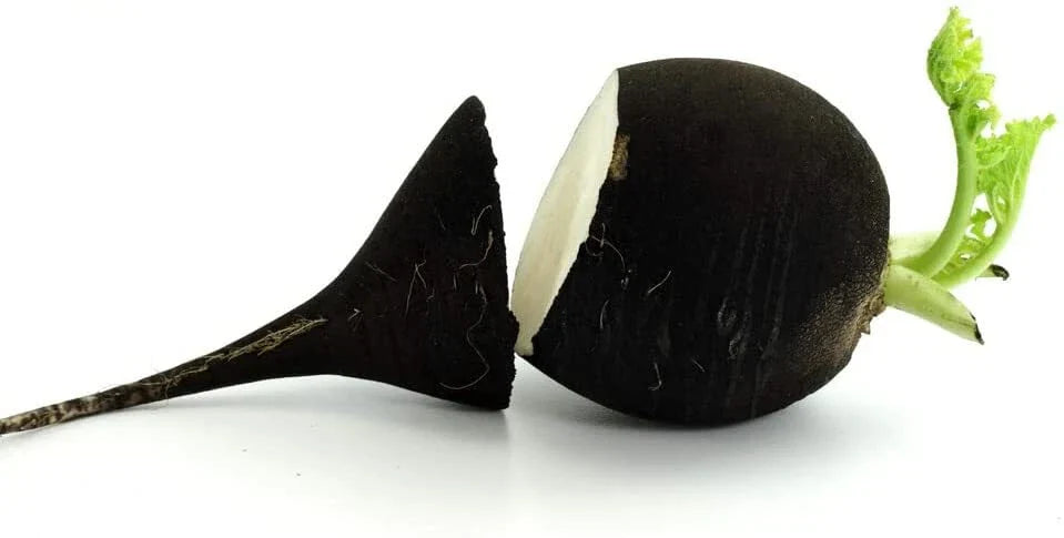 Black Radish Seeds for Planting 250 Count - Rare Garden Vegetable Raphanus sativus niger