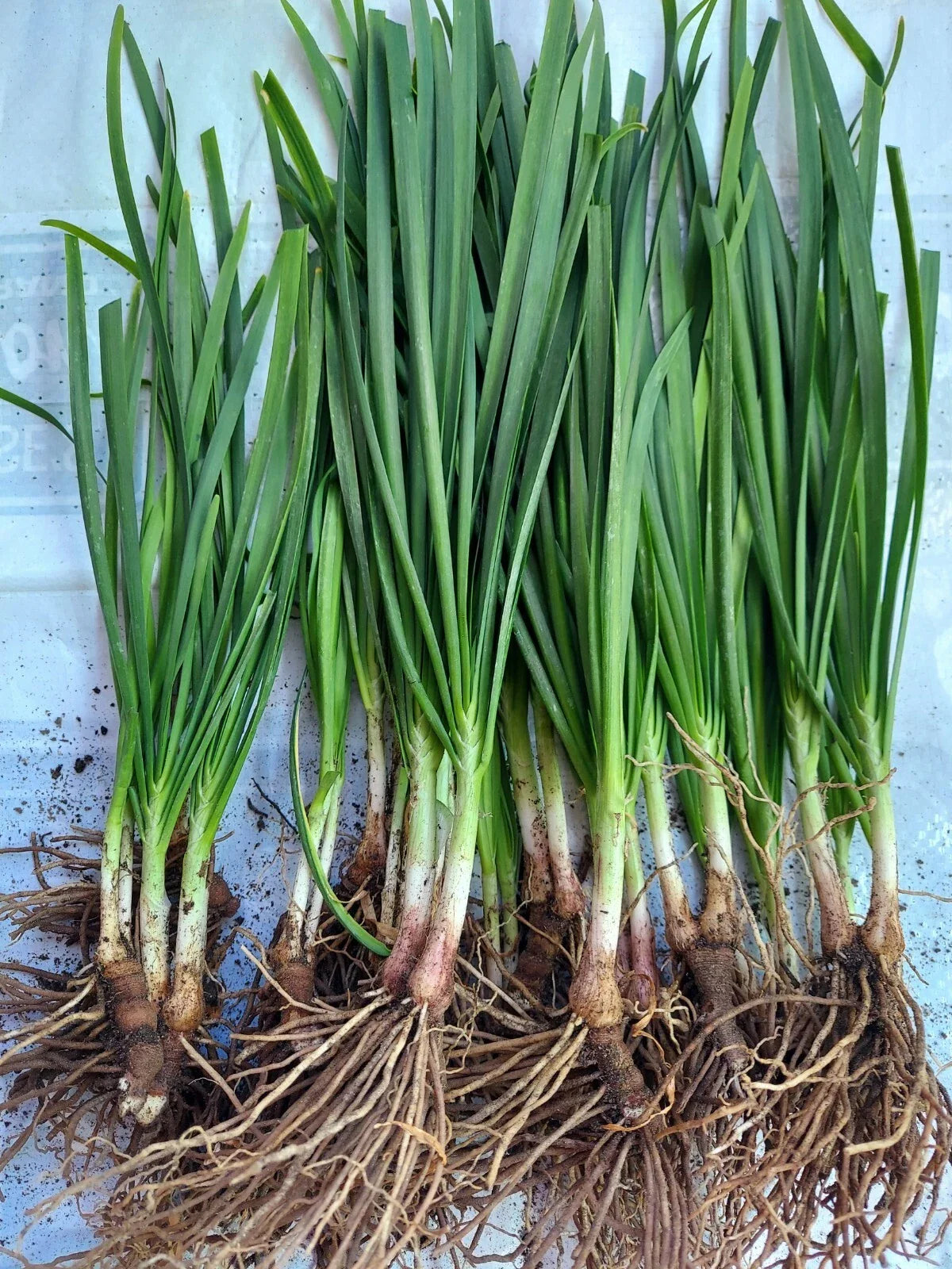 20 Organic Garlic Chives Plants Bare Root ā Allium Tuberosum ā Fresh Herb Starters ā Easy to Grow Culinary & Medicinal Herb