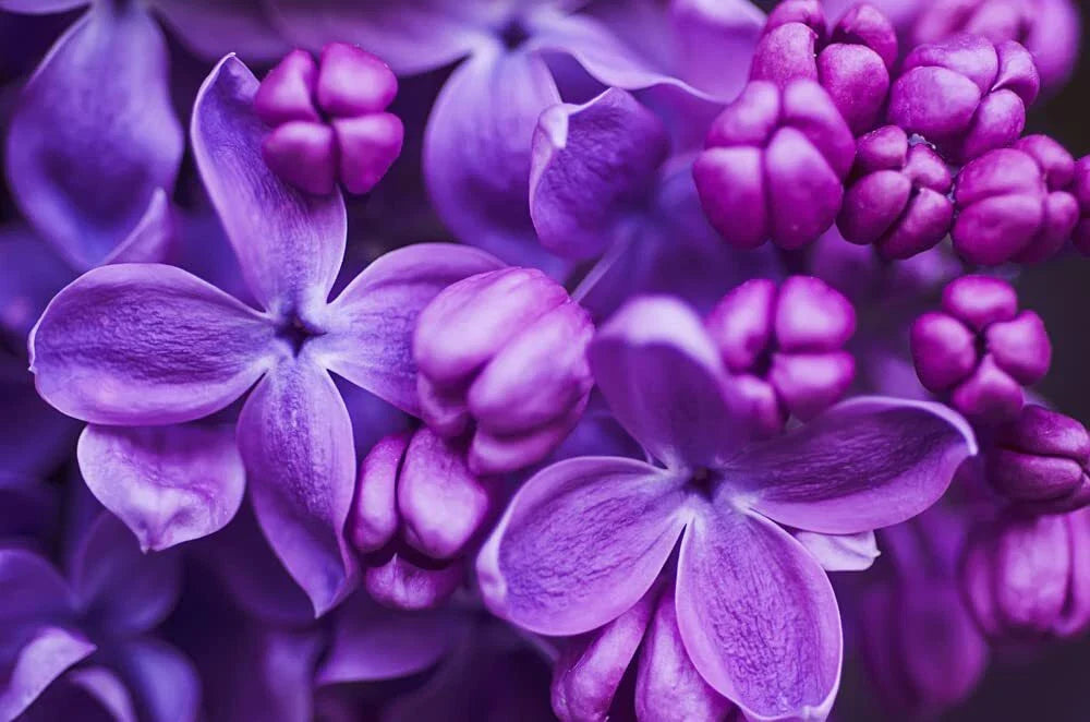 Purple Lilac Seeds - 100 Count - Stunning Purple Flowers, Syringa vulgaris, Great for Gardens and Landscaping