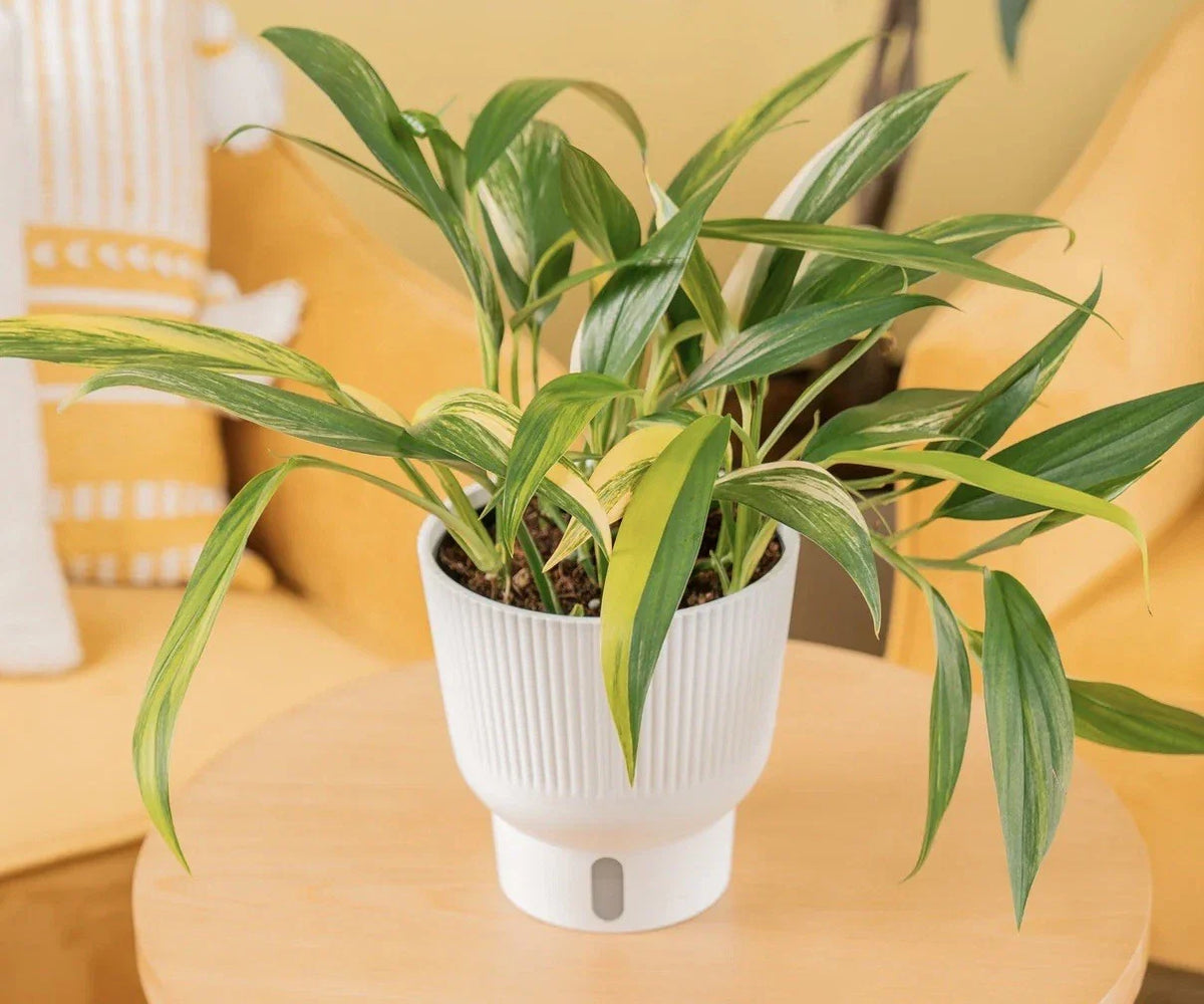 Epipremnum Amplissimum Cutting - Live Plant Cutting, Indoor Houseplant, Green Foliage, Easy Care Plant