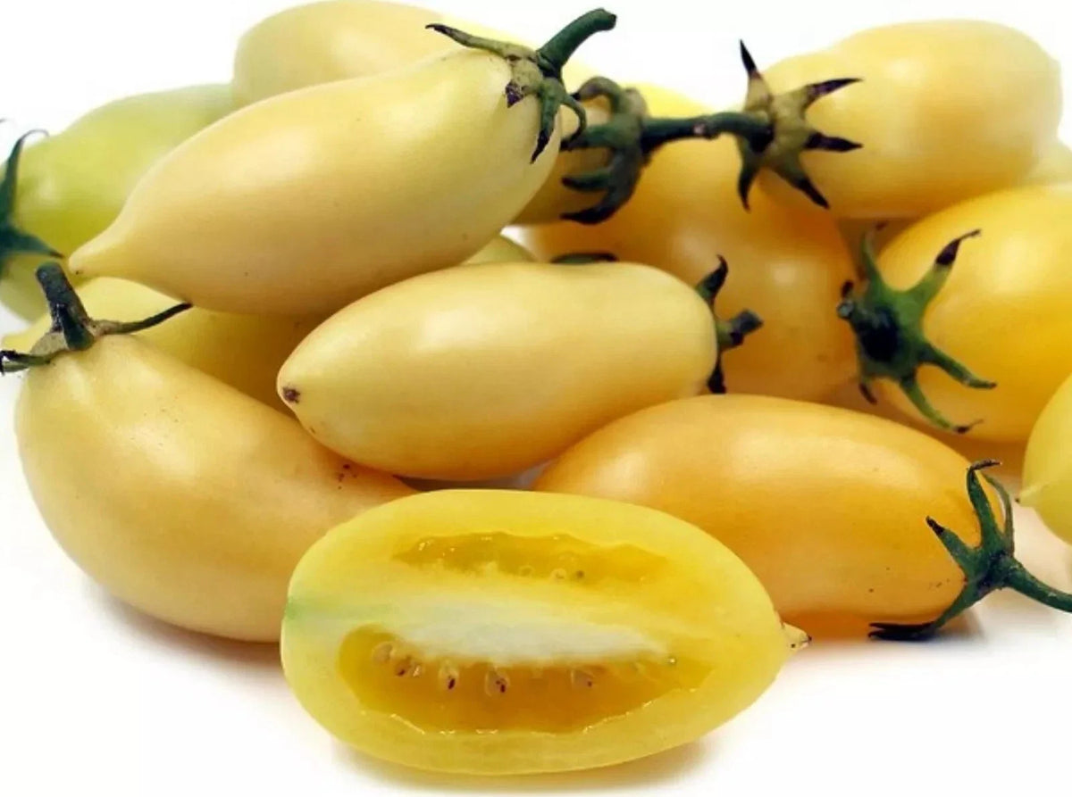 Heirloom Cream Sausage Tomato Seeds - Organic Non-GMO - 10+ Rare Seeds - Solanum lycopersicum