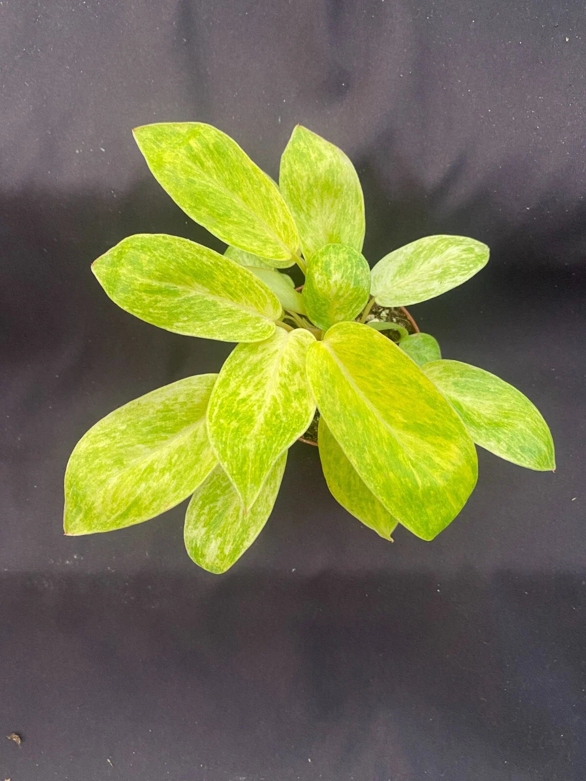 Philodendron Painted Lady Plant, Rooted in 3" Pot, Tropical Houseplant, Philodendron erubescens