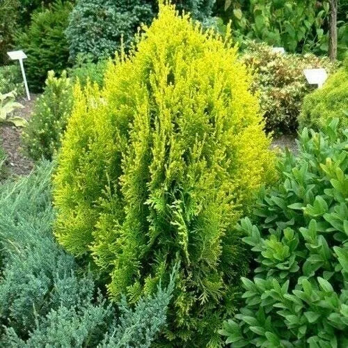 Golden Oriental Arborvitae Seeds - 120 Pack - Platycladus orientalis Aurea - Hardy Evergreen Tree Seeds for Garden Planting