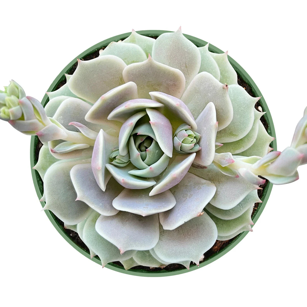 Echeveria Lola Succulent Plant in 4 Inch Planter Pot - Live Fresh Rosette Echeveria, Fully Rooted, Indoor/Outdoor Decor