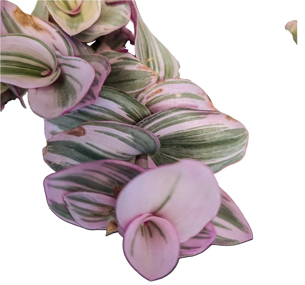 Tradescantia Nanouk Cuttings - Lilac Wandering Jew 2" or 4" Pot - Indoor Houseplant, Easy Care, Colorful Foliage