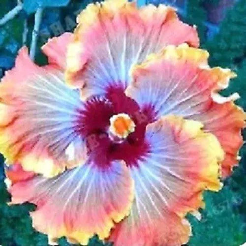 Hibiscus Seeds - 20 Orange Red Flower Seeds - Perennial Bloom - Hibiscus rosa-sinensis