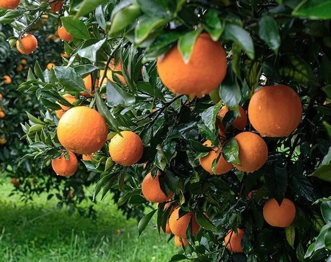 California Navel Orange Scion Cuttings 6-8 Inches for Grafting and Rooting - Citrus sinensis