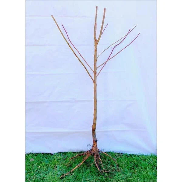 Dwarf Moorpark Apricot Tree ā 3ā4 ft. Bare Root, 2-Year-Old Fruit Tree, Sweet Heirloom Apricots, Cold Hardy, Self-Pollinating