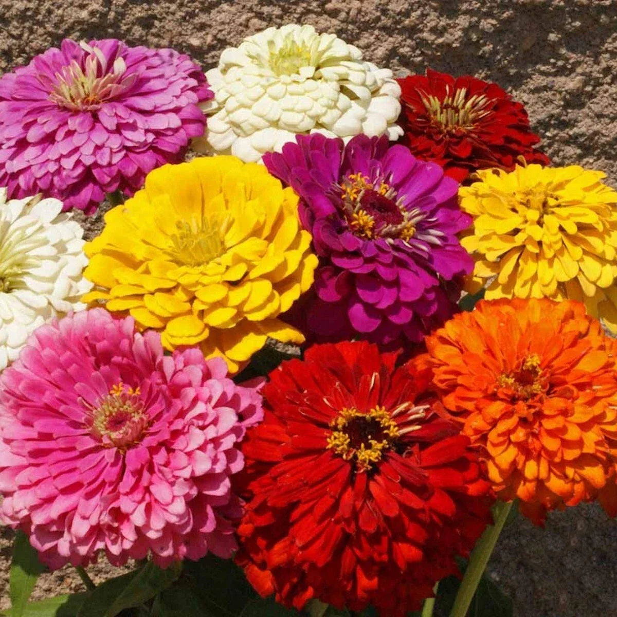 Dahlia Flowered Mixed Zinnia Wildflower Seeds 1/4 Lb - Everwilde Farms Mylar Pack, Colorful Garden Flowers