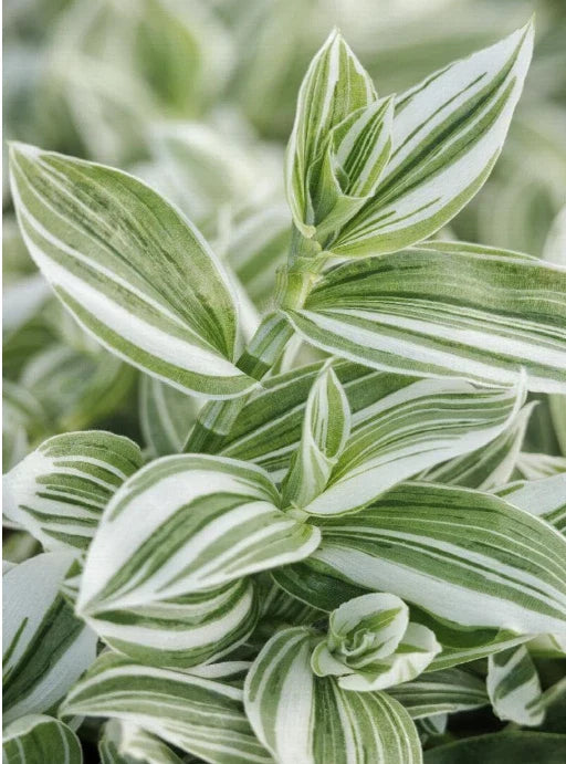 Tradescantia Fluminensis Cuttings - Green/White Variegated Wandering Jew - 5 Cuttings or 4" Pot