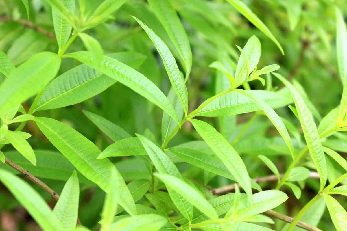 Organic Lemon Verbena Starter Plant - Aloysia citriodora - 2.5" Pot - Fresh Culinary Herb for Cooking and Tea
