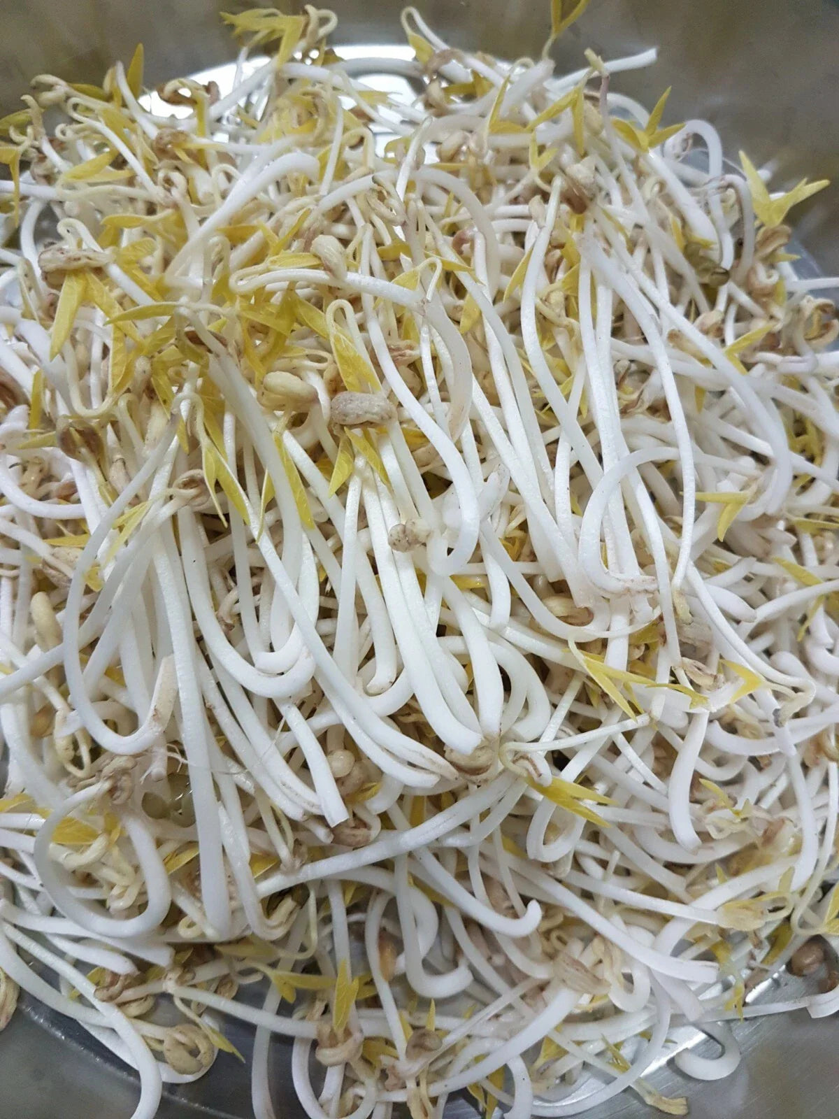 Organic Mung Bean Sprouting Seeds 5.2 oz - Easy Grow Fresh for Chinese Food - Vigna radiata