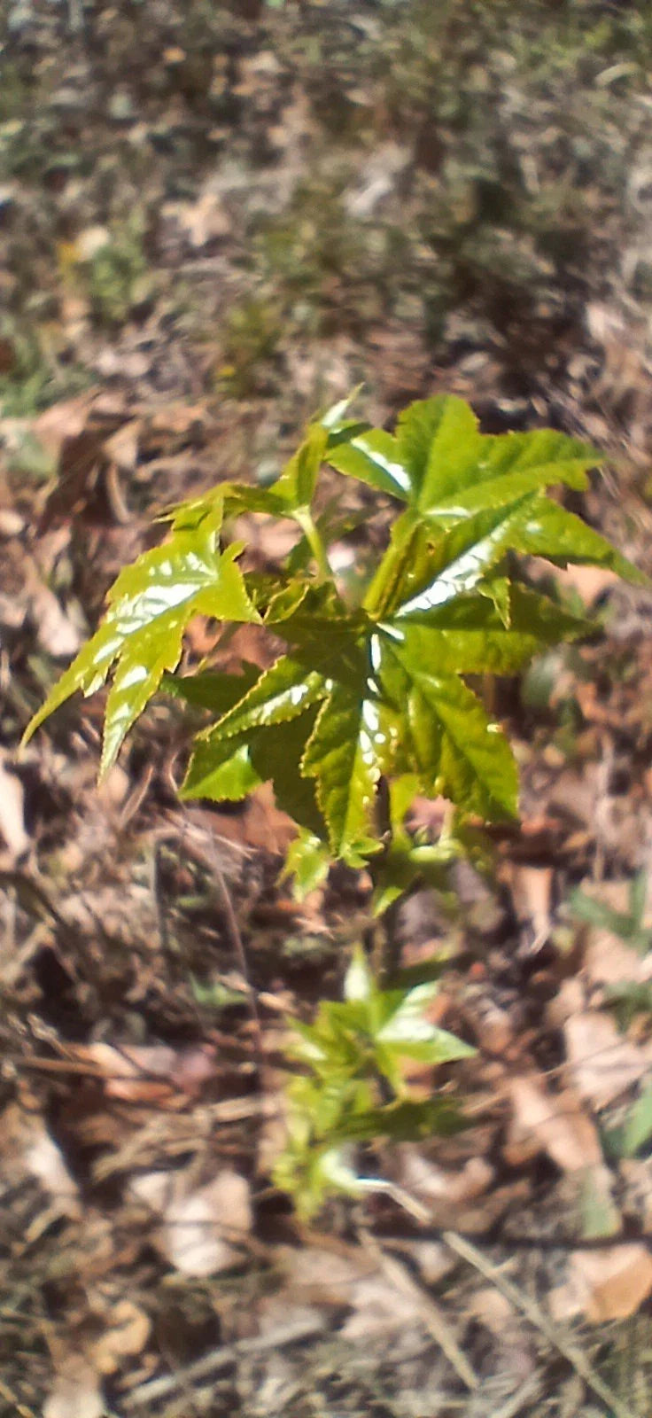 Sweet Gum Trees 5-Pack 10"-1ft Tall Rare Southern Alabama Liquidambar styraciflua Seedlings Native Beauty