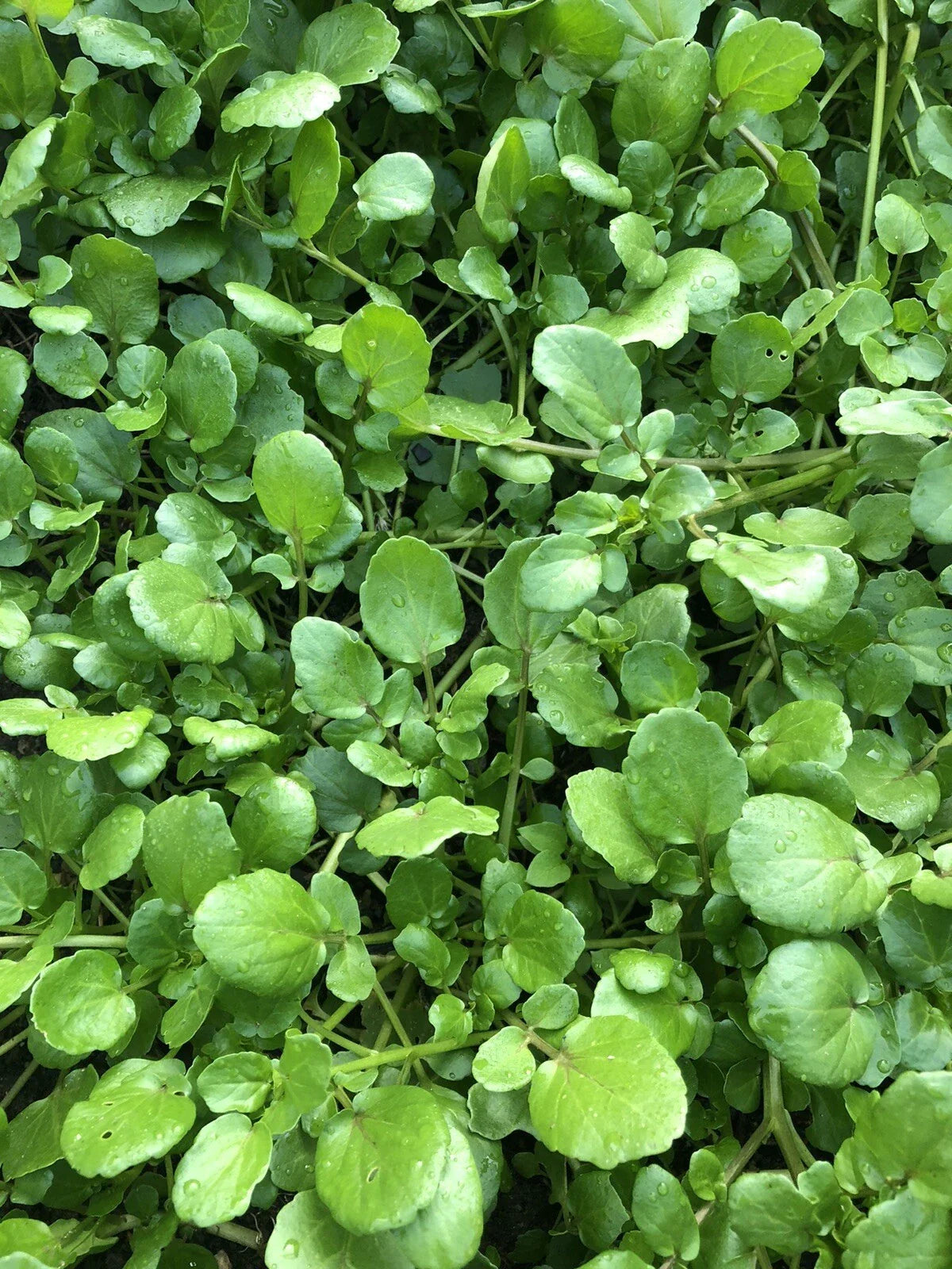 Watercress Live Plant with Roots - Fresh Aquarium Vegetables for Planting (Nasturtium officinale)