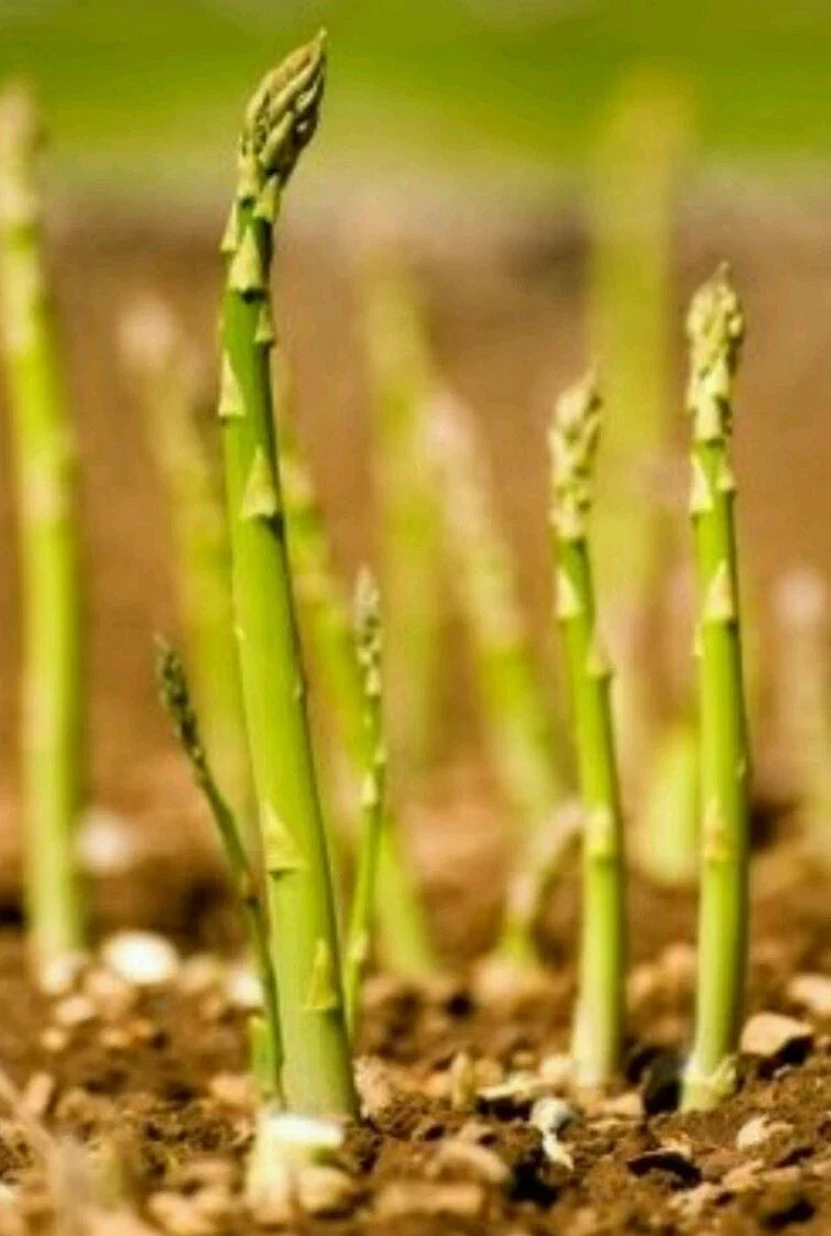 Asparagus Seeds - 100 Count - Mary Washington - Non-GMO, Open Pollinated - Asparagus officinalis
