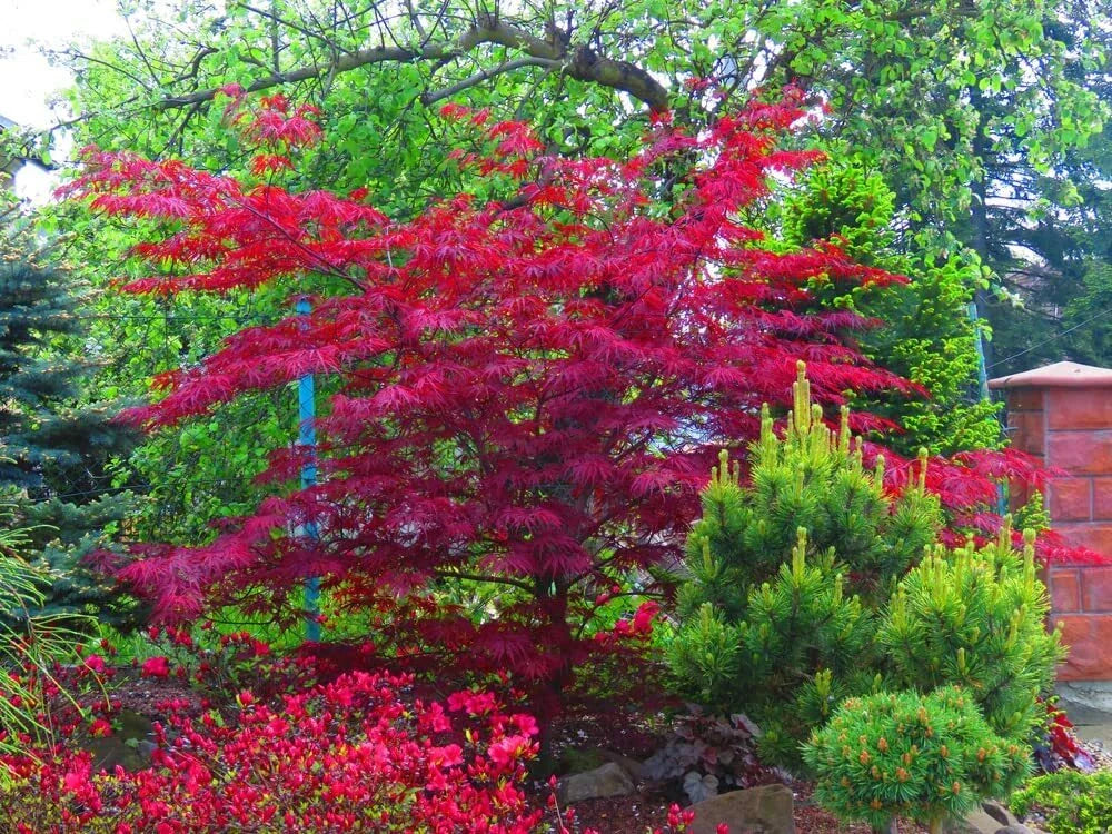 30 Amur Maple Tree Seeds for Planting, Acer tataricum ginnala, Hardy Deciduous Tree, Fast-Growing, Beautiful Fall Foliage
