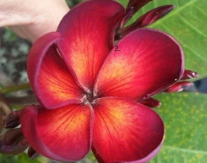 Jamaican Fire Plumeria Cutting - 3 Tip - Plumeria rubra - Tropical Flowering Plant Cutting
