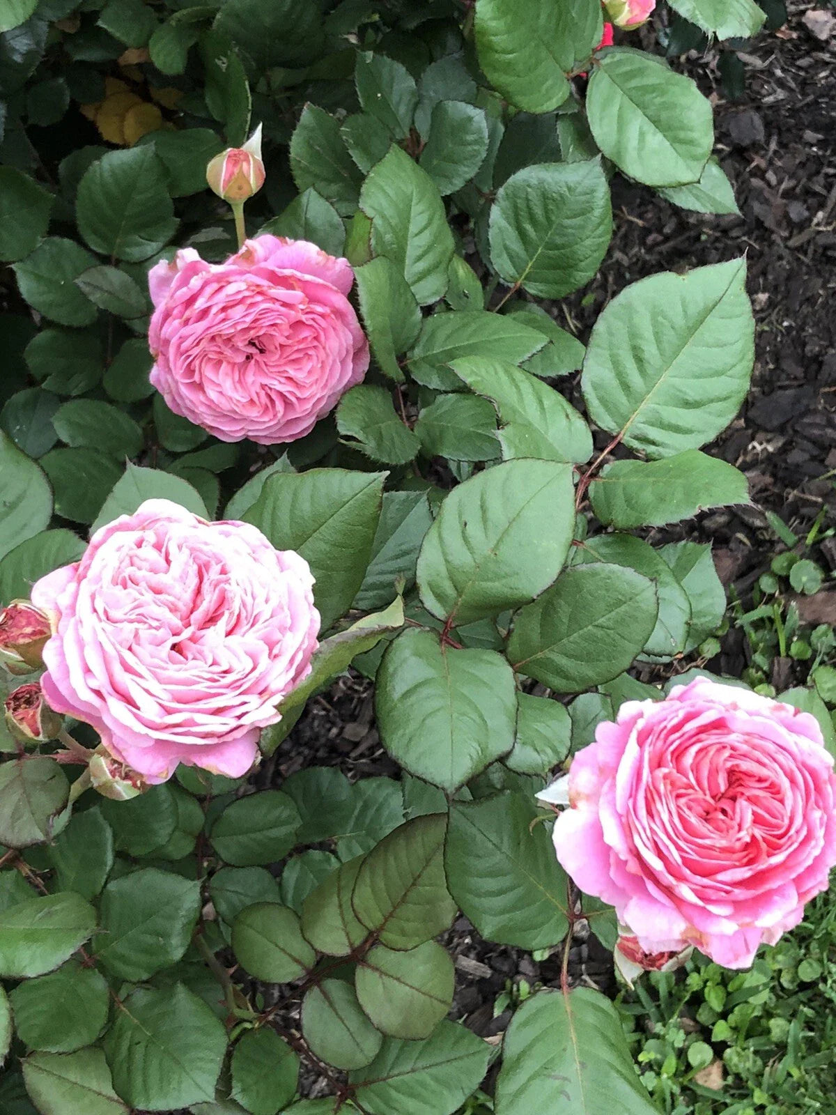 Queen of Elegance Rose Cuttings 10 Inch | Rosa 'Queen of Elegance' | Premium Floral Variety for Gardening