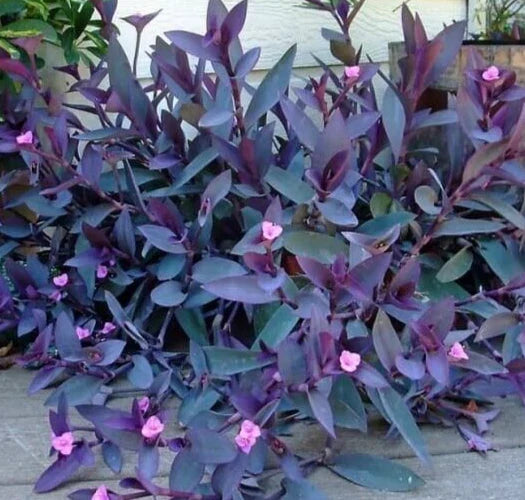 Purple Heart Wandering Jew Cuttings - 5 Pack, 6 Inches - Tradescantia Zebrina, No Roots