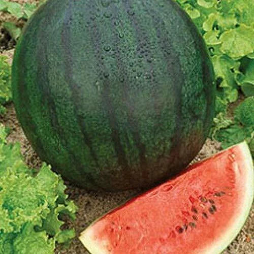 Sugar Baby Watermelon Seeds - Heirloom Non-GMO Variety - Cucurbita lanatus - Free Shipping