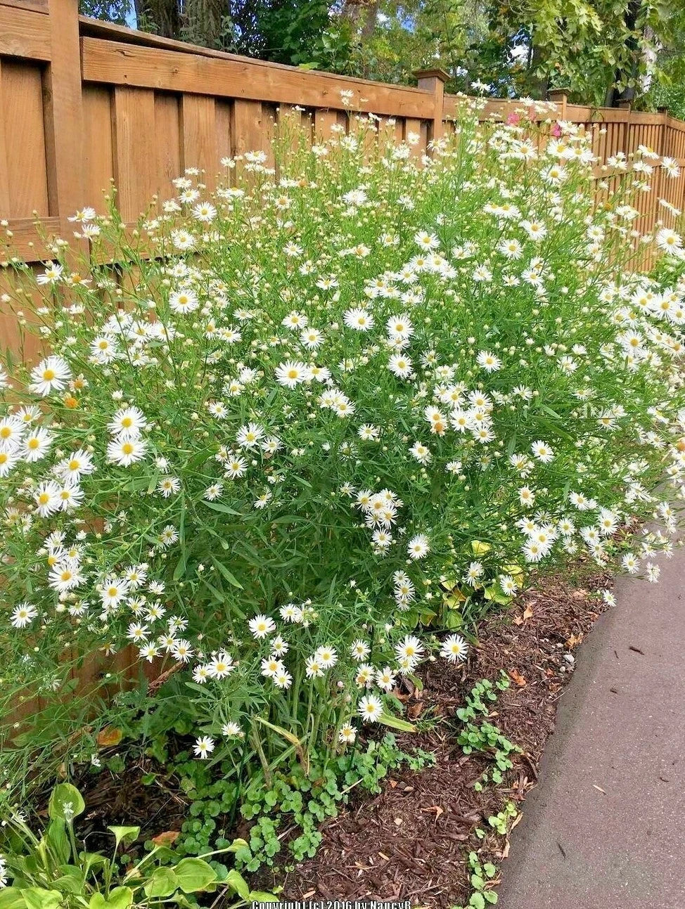 False Aster Seeds - 201+ Perennial Native Wildflower for Poor Soils - Summer & Fall Garden (Symphyotrichum spp.)