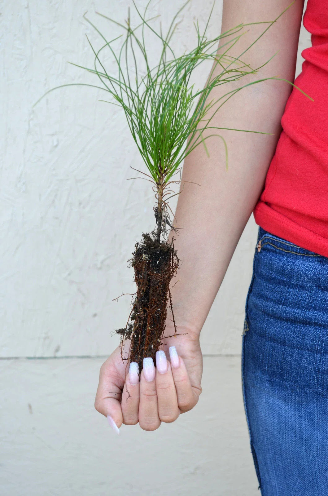 Red Pine Tree Seedling - 3 to 5 inches - Pinus resinosa - Hardy Conifer for Landscaping and Reforestation