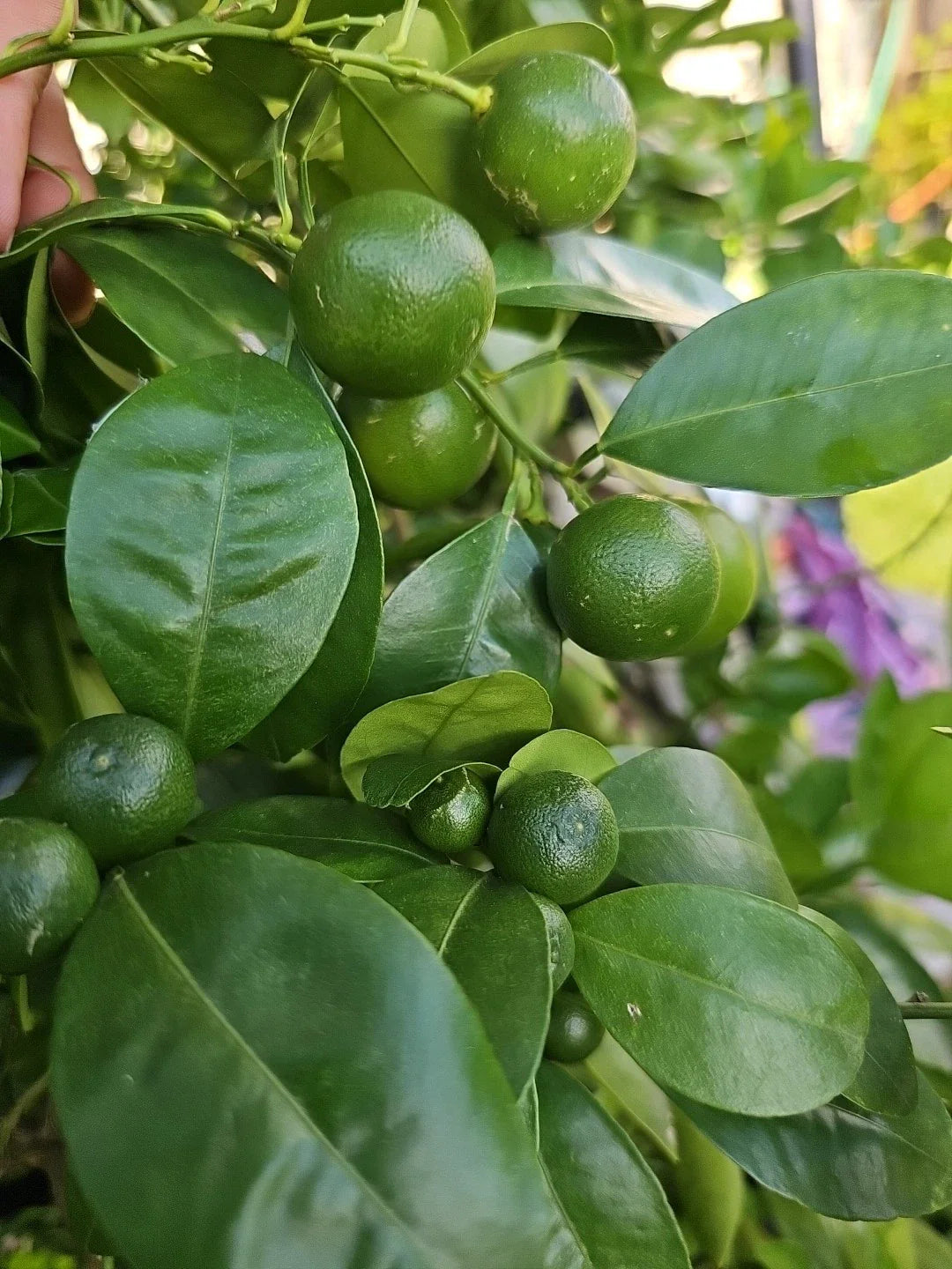Calamansi Live Plant in Pot - Asian Calamansi Citrus microcarpa - Fresh Indoor/Outdoor Fruit Plant from USA ๐บ๐ธ